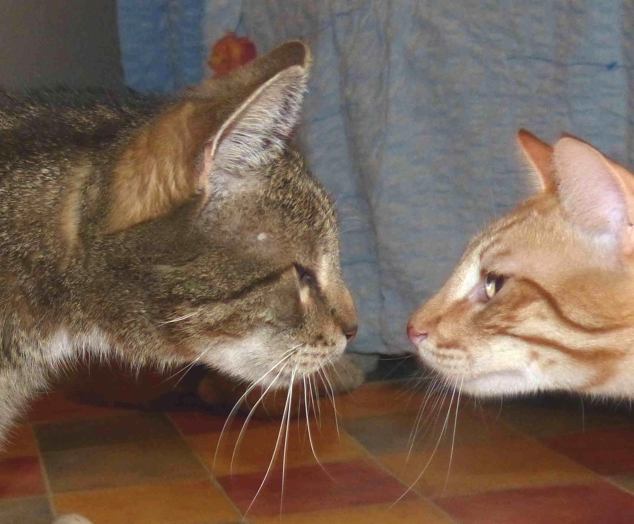 Verhaltensberatung für Katzen
